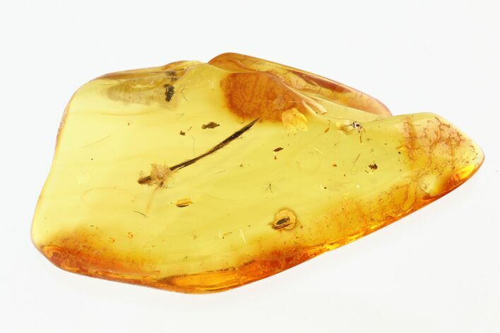 Fossil Ant-Like Leaf Beetle, Ant, and Plant Splint in Baltic Amber #270607